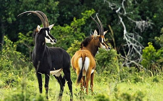 Sable Antelopes at Shimba Hills National Reserve